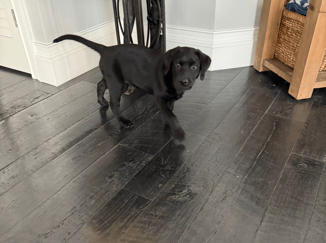 Dark hardwood flooring installed in a Cary, NC home, shown with a playful black puppy highlighting durability and style.